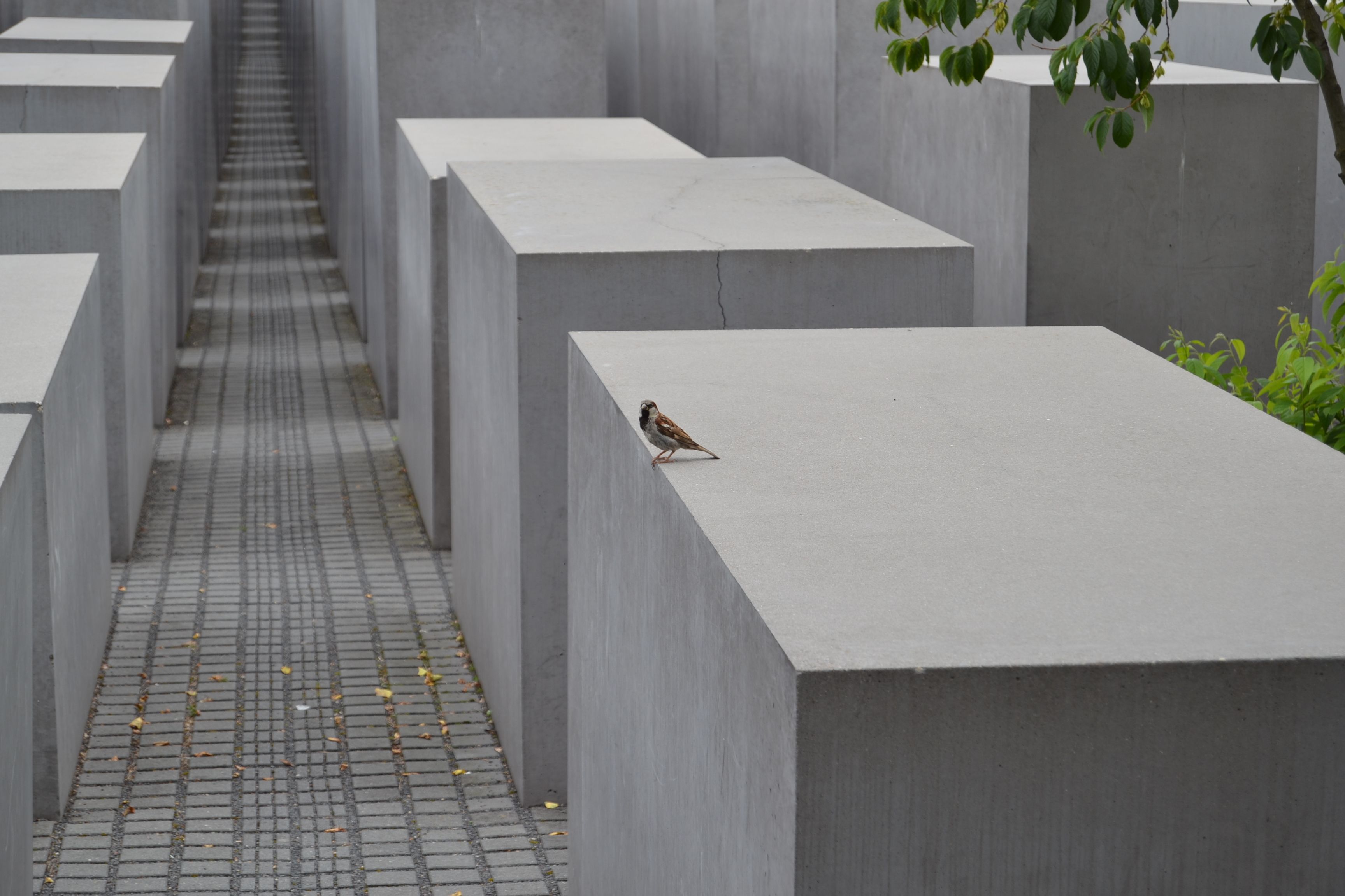 a small bird sits on one of the slabs in the Memorial for Murdered Jews of Europe